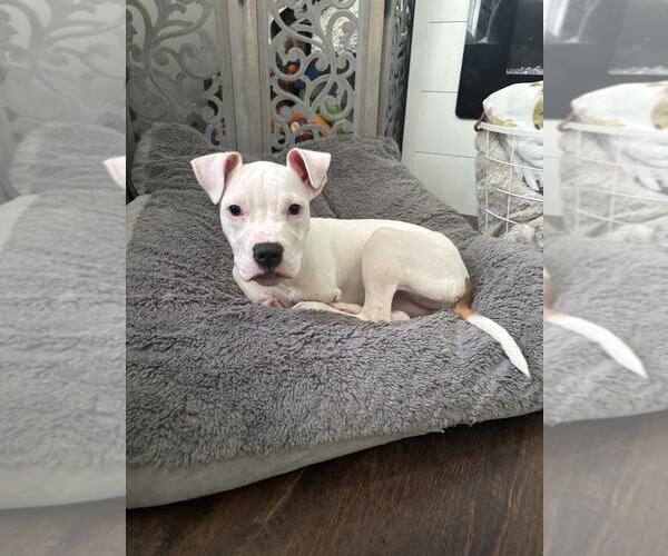 Medium Photo #1 American Pit Bull Terrier-Unknown Mix Puppy For Sale in Catasauqua, PA, USA