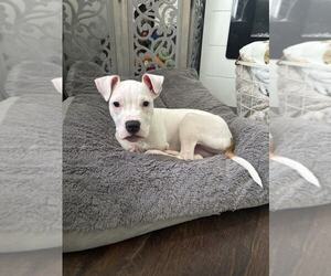 American Pit Bull Terrier-Unknown Mix Dogs for adoption in Catasauqua, PA, USA