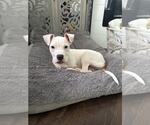 Small American Pit Bull Terrier Mix