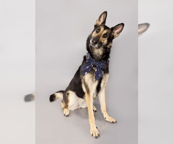 Medium Photo #1 German Shepherd Dog Puppy For Sale in Ogden, UT, USA