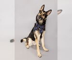 Small German Shepherd Dog