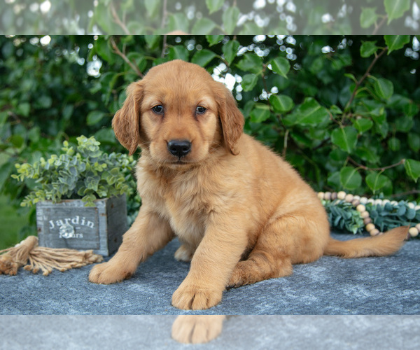 Medium Photo #1 Golden Retriever Puppy For Sale in WOLCOTTVILLE, IN, USA