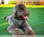Small Photo #1 Labradoodle Puppy For Sale in SAN FRANCISCO, CA, USA