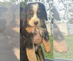 Small Photo #12 Bernese Mountain Dog Puppy For Sale in CLINTON, MO, USA