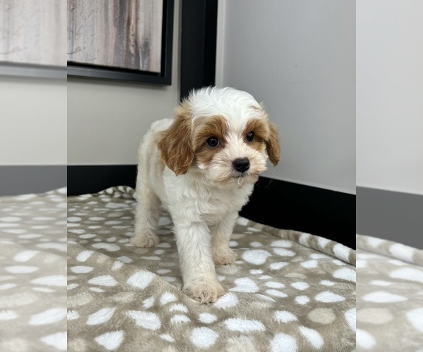 Medium Photo #3 Cavapoo Puppy For Sale in INDIANAPOLIS, IN, USA