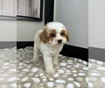 Small #2 Cavapoo