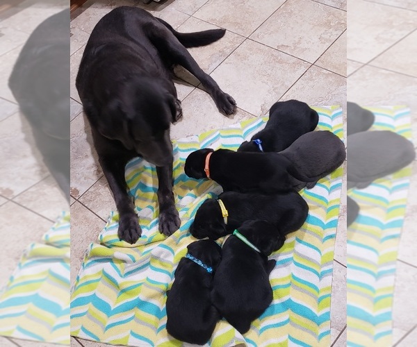 Medium Photo #183 Labrador Retriever Puppy For Sale in OLYMPIA, WA, USA