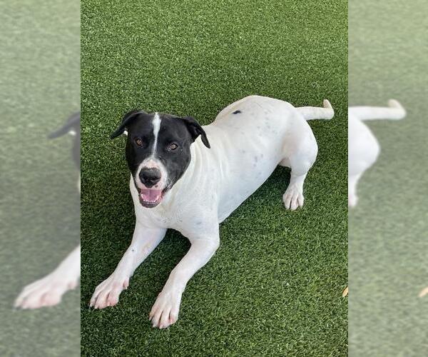 Medium Photo #2 Dogue de Bordeaux-Unknown Mix Puppy For Sale in Baytown, TX, USA