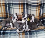Small Photo #21 Boston Terrier Puppy For Sale in MINERAL WELLS, WV, USA