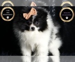 Small Photo #89 Pomeranian Puppy For Sale in WARSAW, IN, USA