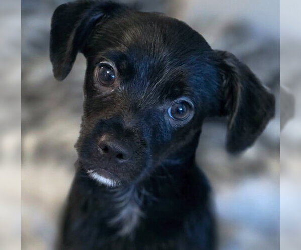 Medium Photo #3 Chiweenie Puppy For Sale in Chino Hills, CA, USA