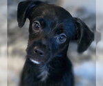 Small #2 Chiweenie