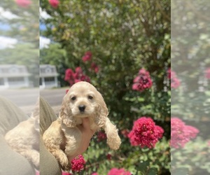 Medium Cocker Spaniel