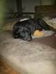 Small Photo #5 Labrador Retriever Puppy For Sale in BRKN ARW, OK, USA