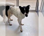 Small #3 Mutt