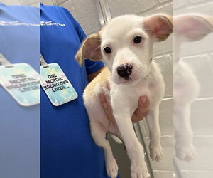 Labrador Retriever-Unknown Mix Dogs for adoption in Houston, TX, USA