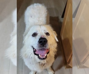 Goliath - Male Great Pyrenees Dog for Adoption - Photo #3