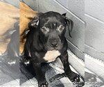 Small #1 Mutt