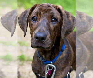 Mutt Dogs for adoption in West Cornwall, CT, USA