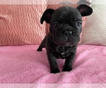 Puppy 1 French Bulldog