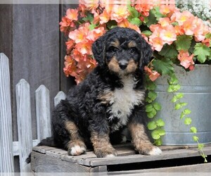 Miniature Bernedoodle Puppy for sale in FREDERICKSBG, OH, USA