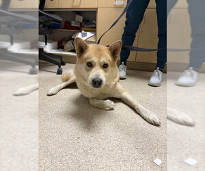 Akita-Unknown Mix Dogs for adoption in Riverside, CA, USA