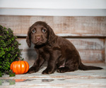 Puppy Paxton Cocker Spaniel