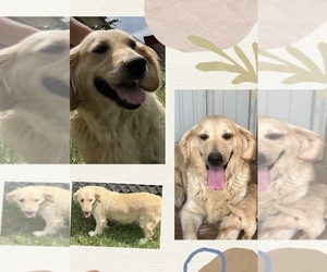 Mother of the Golden Retriever puppies born on 07/31/2025