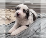 Small #19 Aussiedoodle