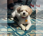 Small #2 Shih Tzu Mix
