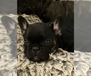 French Bulldog Puppy for Sale in MIDLOTHIAN, Virginia USA