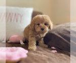 Small Photo #5 Cavapoo Puppy For Sale in CENTER, TX, USA
