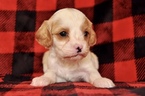 Small Photo #11 Cavapoo Puppy For Sale in PHOENIX, AZ, USA