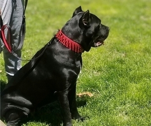 Cane Corso Puppy for Sale in DERBY, Connecticut USA