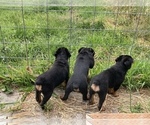 Small Photo #15 Rottweiler Puppy For Sale in COTTAGE GROVE, OR, USA