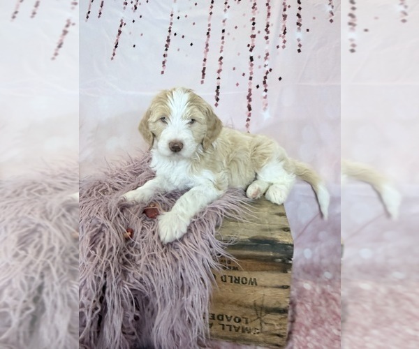 Medium Photo #13 Aussie-Poo-Goldendoodle Mix Puppy For Sale in COMMERCE, MI, USA