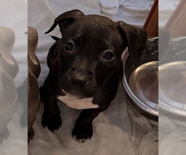 Medium Photo #2 Mutt Puppy For Sale in Walnutport, PA, USA