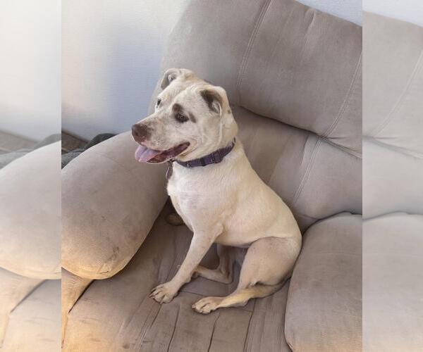 Medium Photo #4 Bull Terrier-Unknown Mix Puppy For Sale in Incline Village, NV, USA