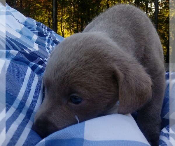 Medium Photo #7 Labrador Retriever Puppy For Sale in ASHEBORO, NC, USA