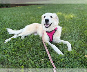 Great Pyrenees-Unknown Mix Dogs for adoption in Germantown, OH, USA