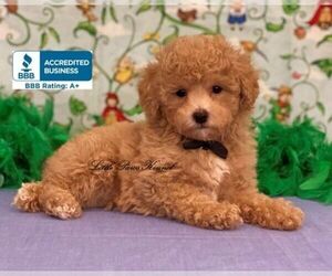 Poodle (Toy) Puppy for sale in WINNSBORO, LA, USA