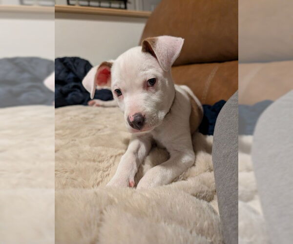 Medium Photo #2 Mutt Puppy For Sale in Sandy, UT, USA