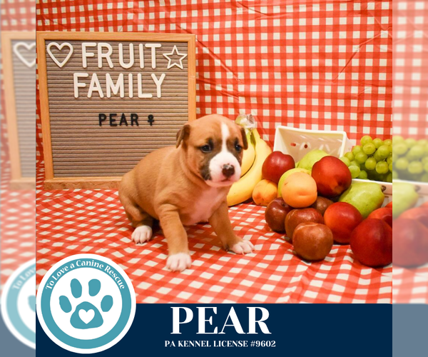 Medium Photo #4 Boxer-Unknown Mix Puppy For Sale in Kimberton, PA, USA