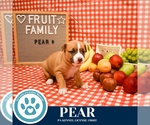 Small #3 Boxer Mix