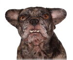 Small #4 French Bulldog Mix