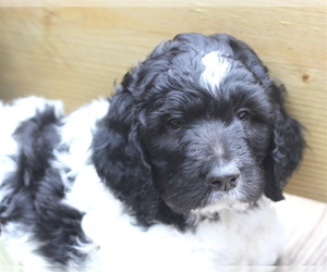Bernedoodle-Saint Berdoodle Mix Puppy for sale in JEFFERSON, NC, USA