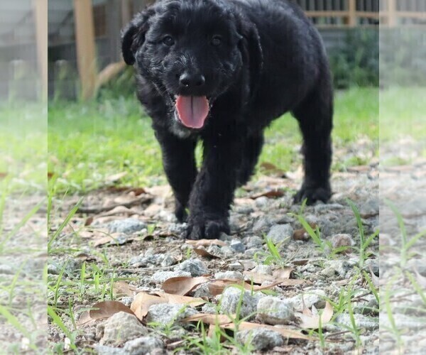 Medium Photo #2 Aussiedoodle Puppy For Sale in CONWAY, SC, USA