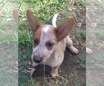 Small #5 Australian Cattle Dog