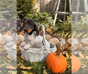 Dachshund Puppy for sale in MIDDLEBURY, IN, USA