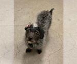 Small Poodle (Miniature) Mix